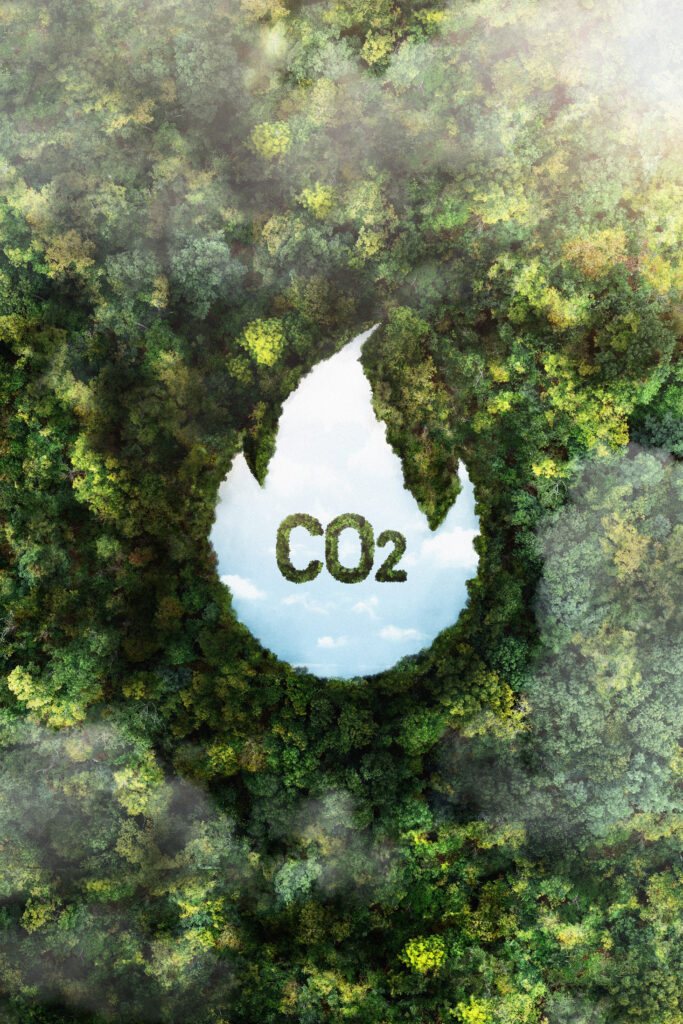 view-green-forest-trees-with-co2